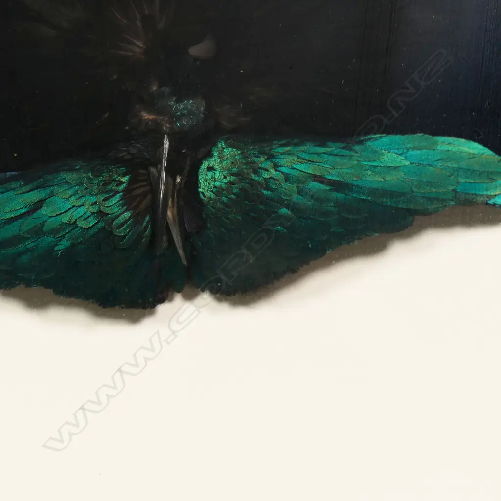 Two framed green parrot feathers earrings, Image 1++