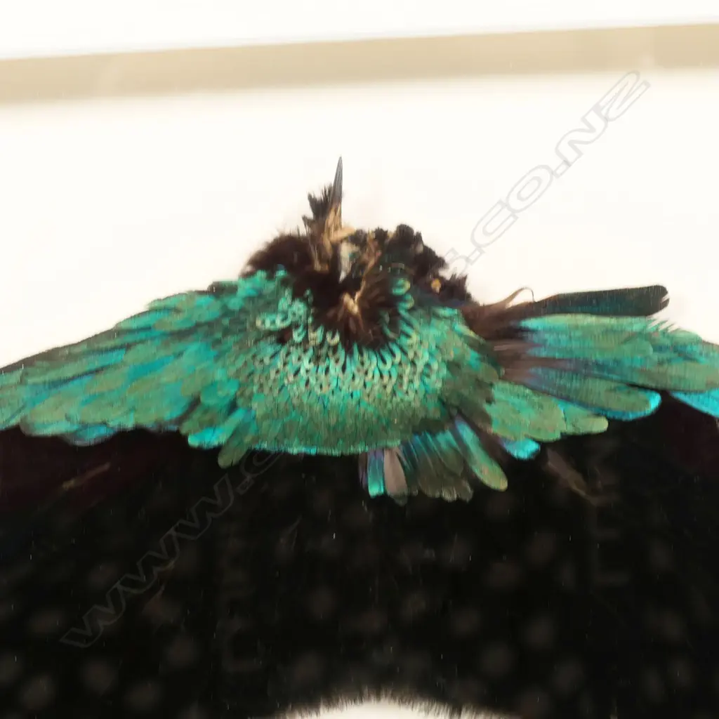 Two framed green parrot feathers earrings, Image 1++