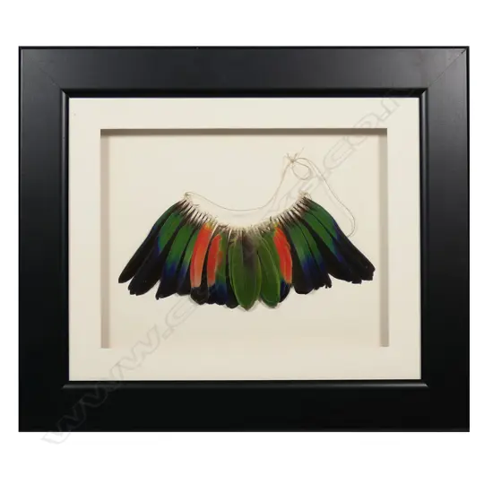 A framed parrot feather necklace,