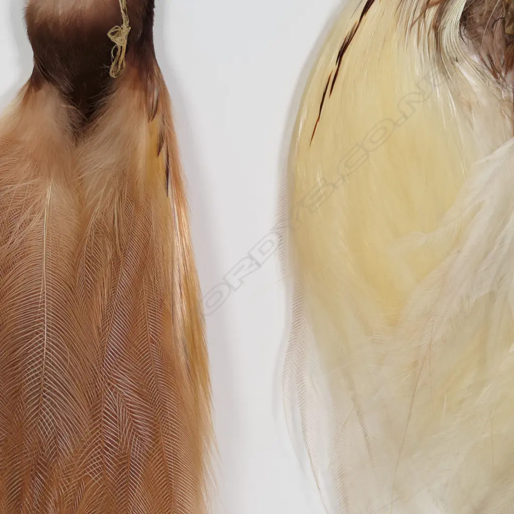 Two framed birds of paradise, Image 1++