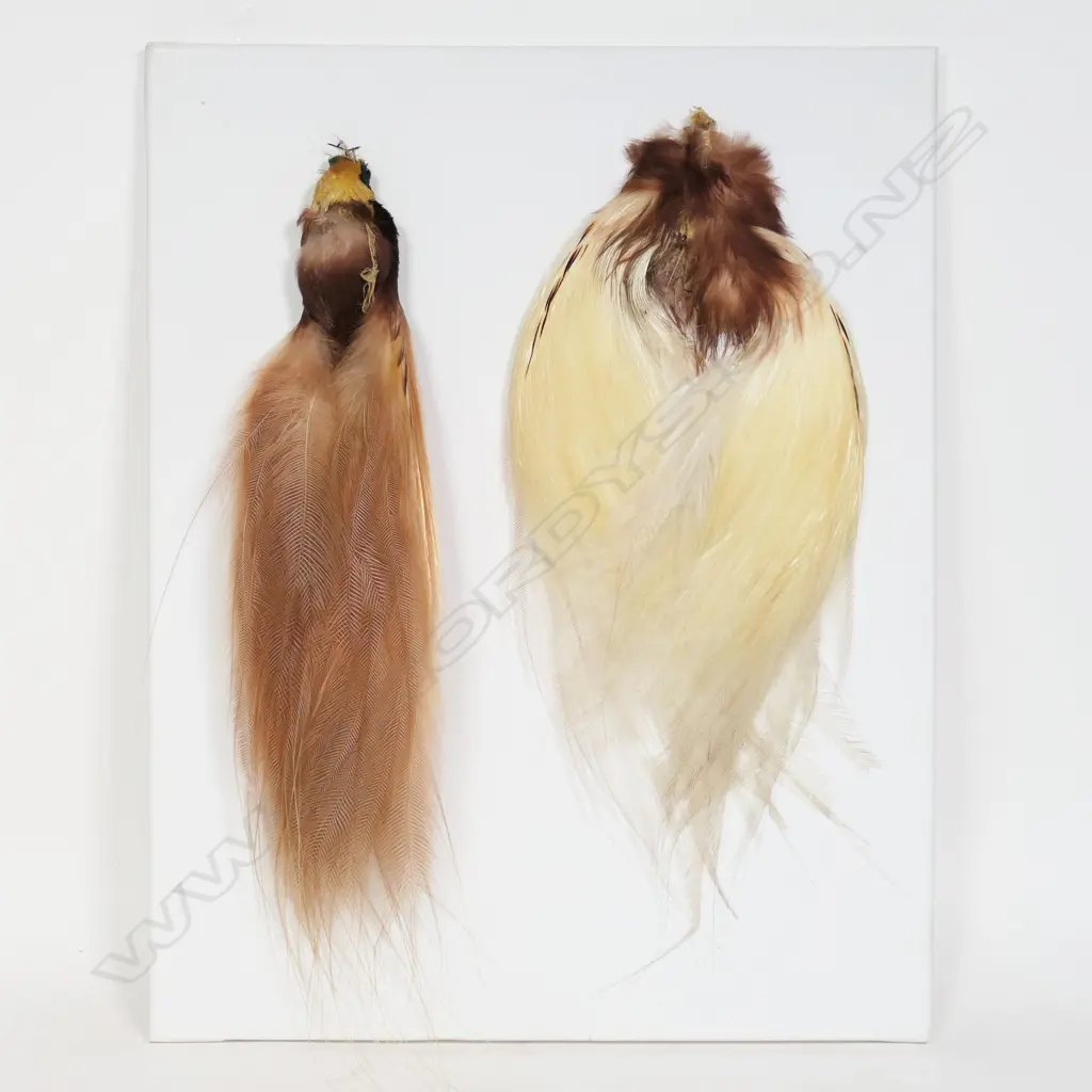 Two framed birds of paradise, Image 1++