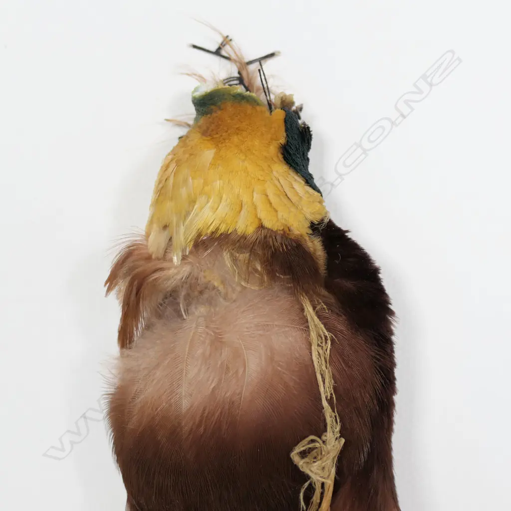 Two framed birds of paradise, Image 1++