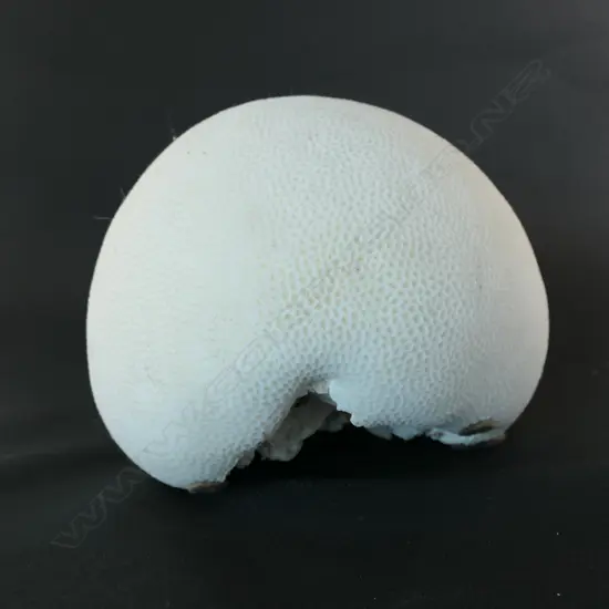 An impressive piece of Brain Coral,