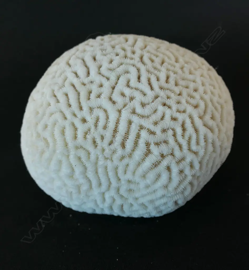 A small brain coral piece, Image 1++