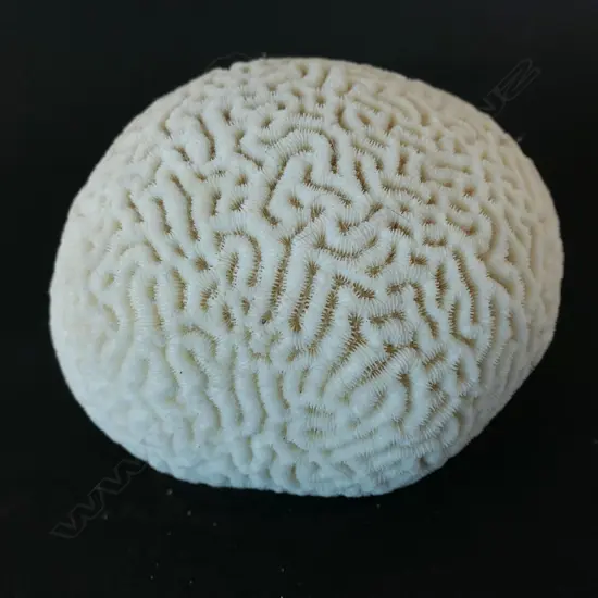 A small brain coral piece,