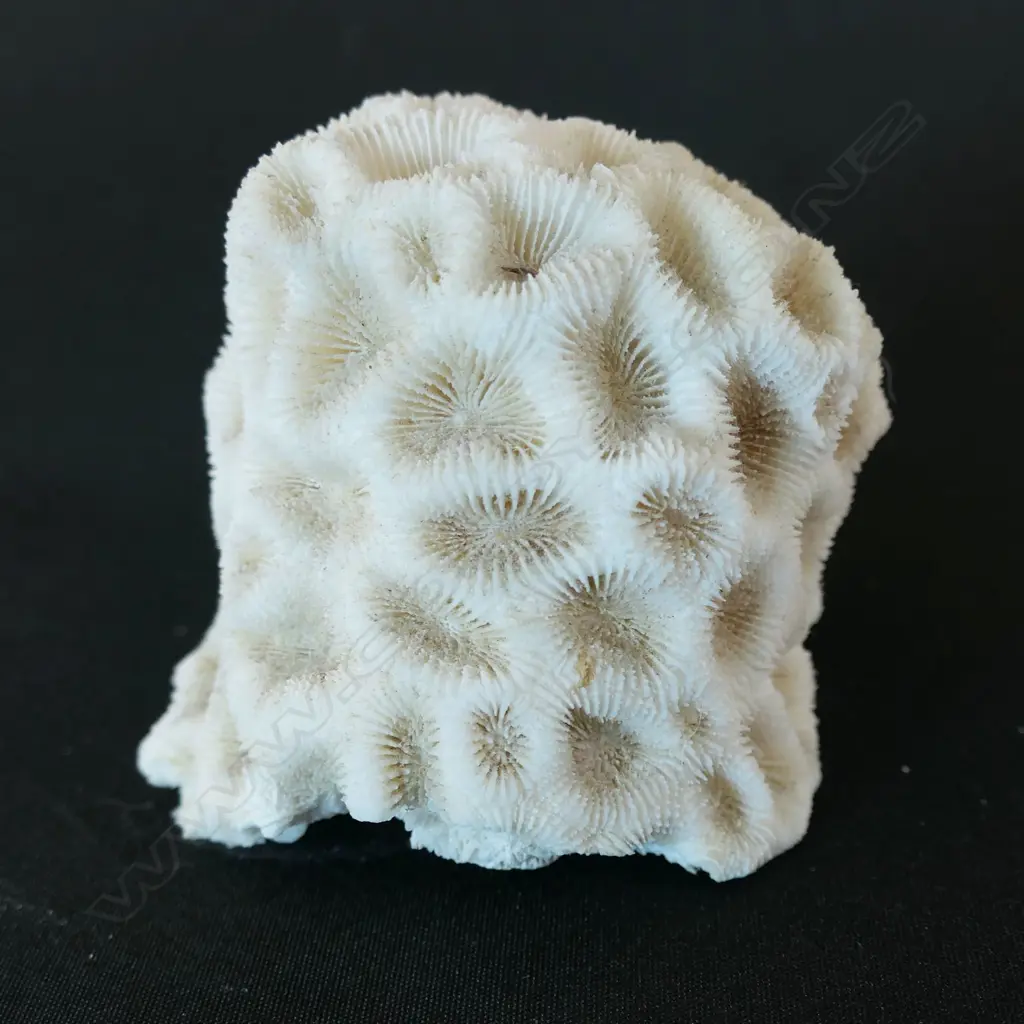 A Stony coral with large colonies & deep valleys, Image 1++