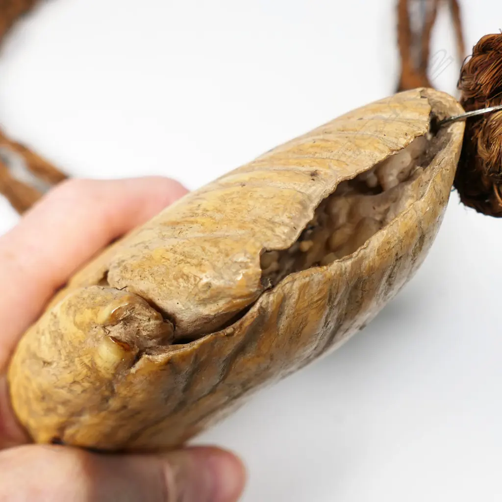 An exceptionally large old Fijian Tabua (whale's tooth pendant), suspended on a plaited sennit cord. Lightly stained with turmeric. L.200mm. Provenance: The Jorgen Lotz Collection. Image 1++