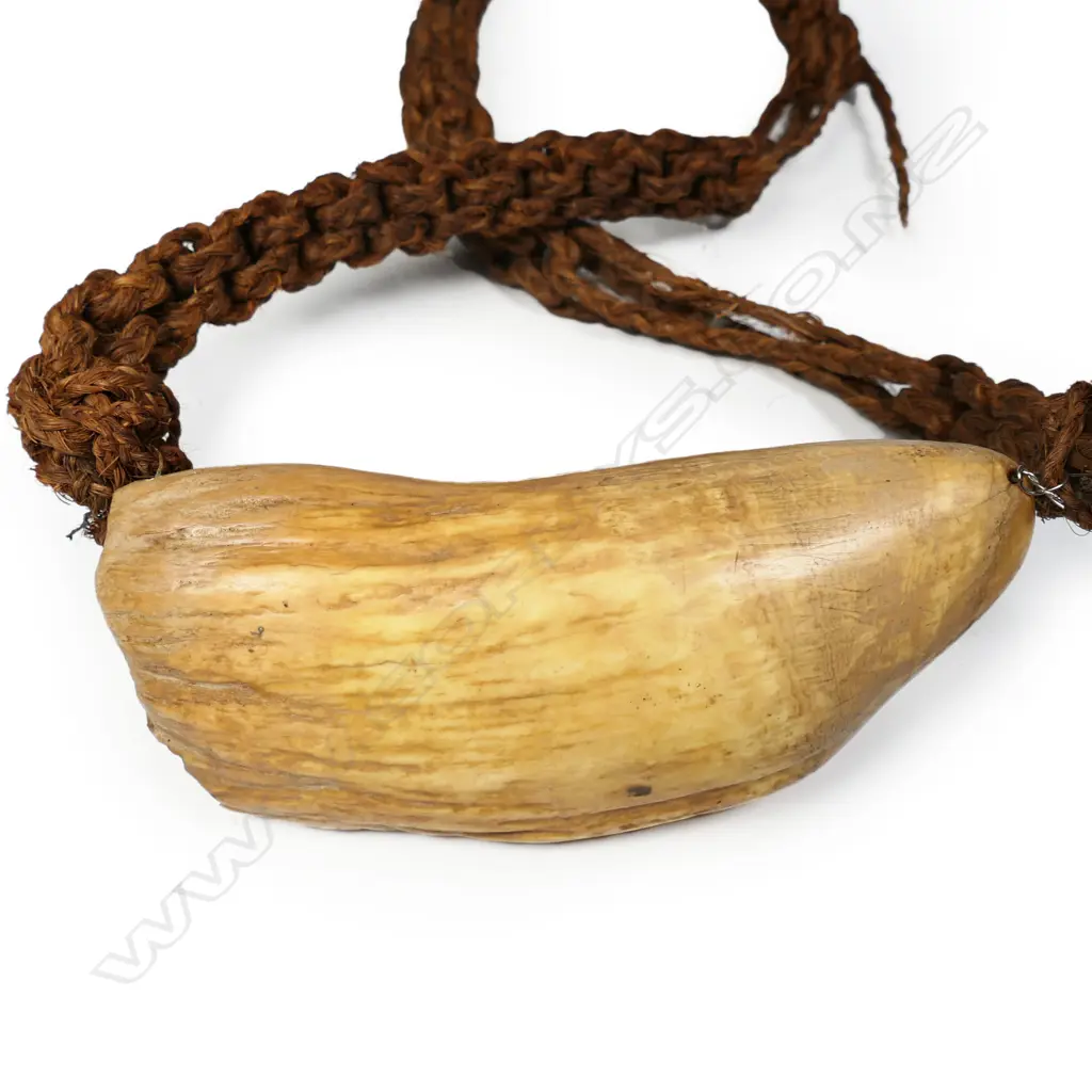 An exceptionally large old Fijian Tabua (whale's tooth pendant), suspended on a plaited sennit cord. Lightly stained with turmeric. L.200mm. Provenance: The Jorgen Lotz Collection. Image 1++