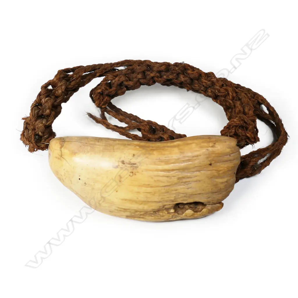 An exceptionally large old Fijian Tabua (whale's tooth pendant), suspended on a plaited sennit cord. Lightly stained with turmeric. L.200mm. Provenance: The Jorgen Lotz Collection. Image 1++