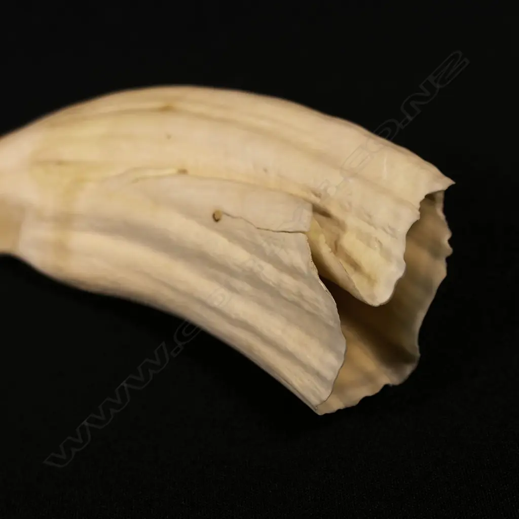 A contemporary scrimshaw whale tooth by Jorgen Lotz Image 1++