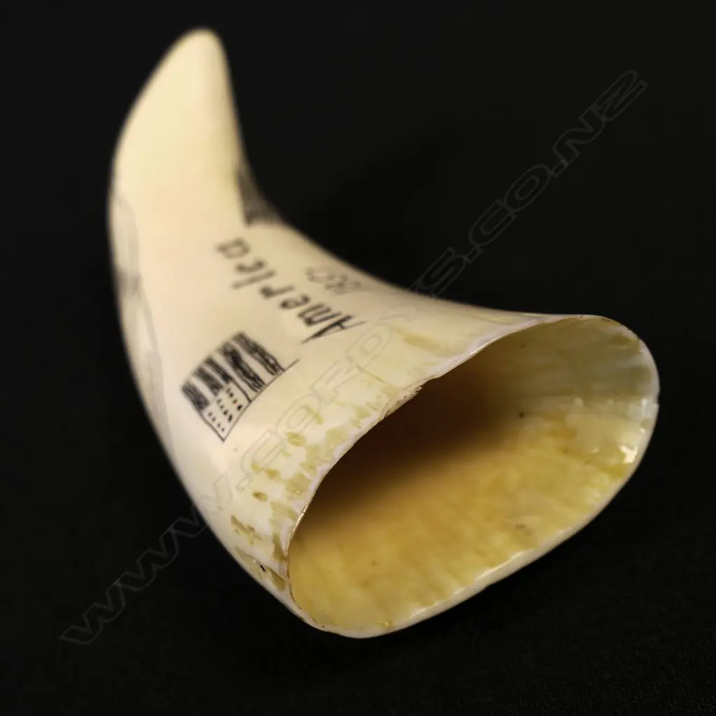 A small contemporary scrimshaw whale tooth Image 1++
