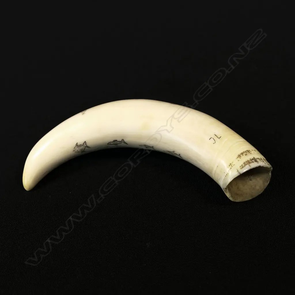 A contemporary scrimshaw whale tooth Image 1++