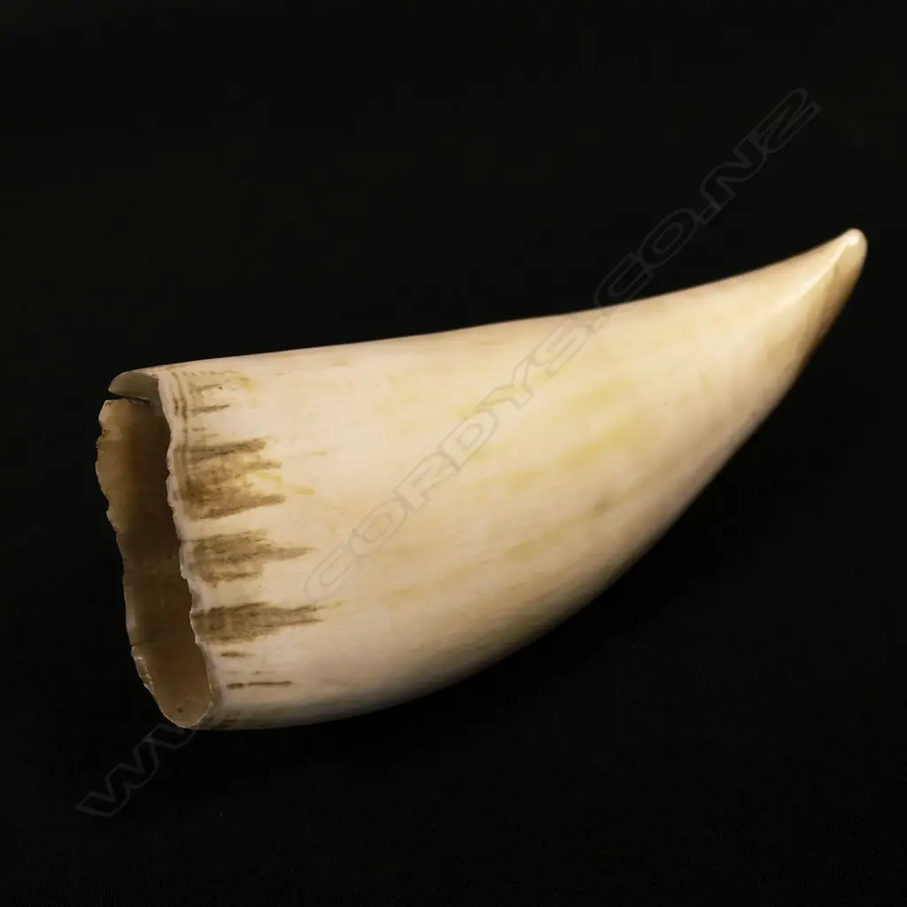 A sperm whale tooth Image 1++