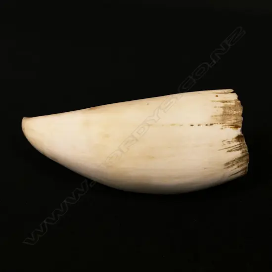 A sperm whale tooth
