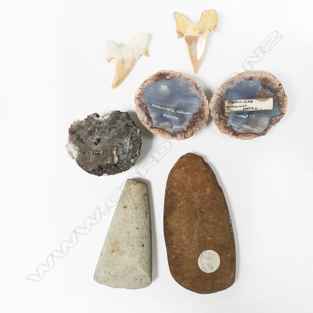 Two fossil shark teeth Image 1++