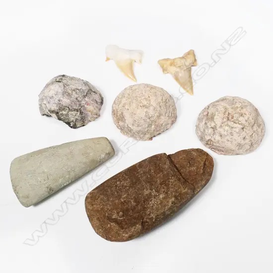 Two fossil shark teeth