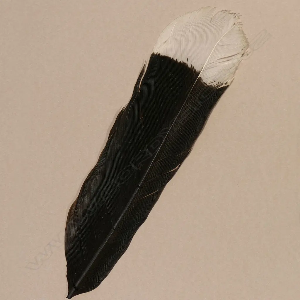 A framed Huia feather, Image 1++