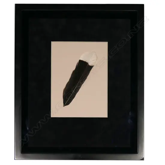 A framed Huia feather,