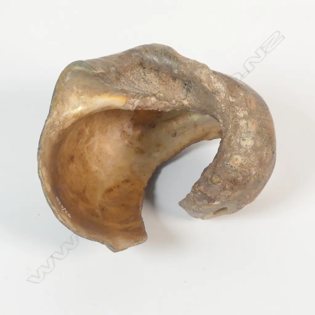 A bride/wealth shell Angoram, Image 1++