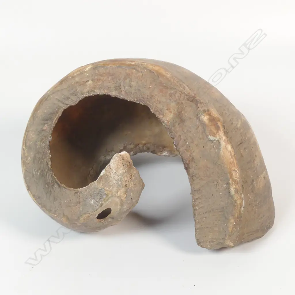 A bride/wealth shell Angoram, Image 1++