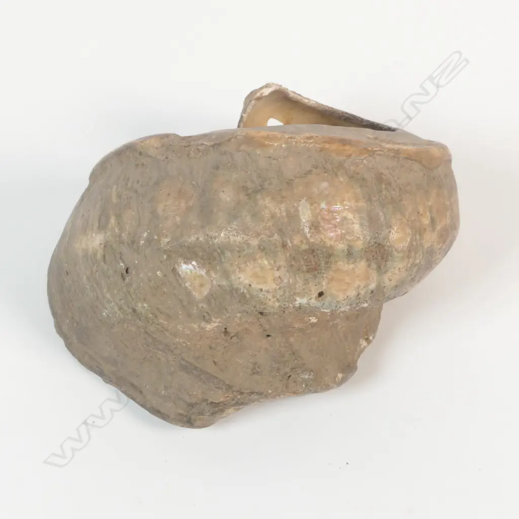 A bride/wealth shell Angoram, Image 1++