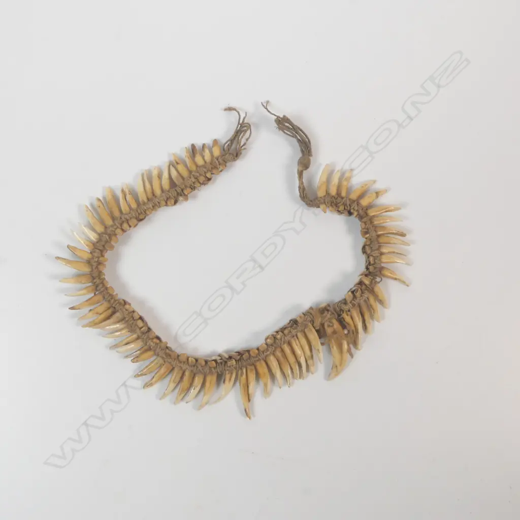 A dog tooth necklace, Image 1++