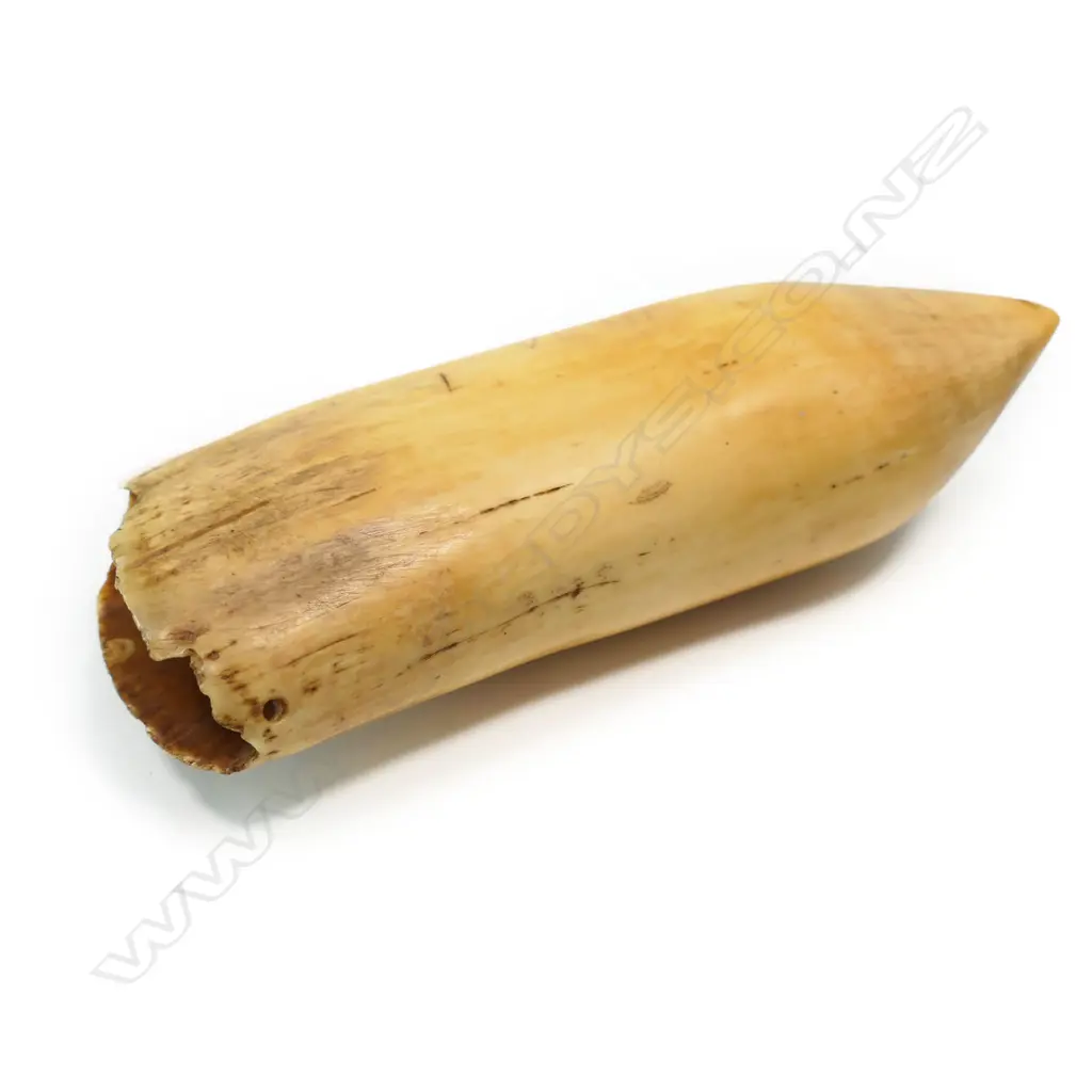 A large old Fijian tabua whales tooth pendant, Image 1++