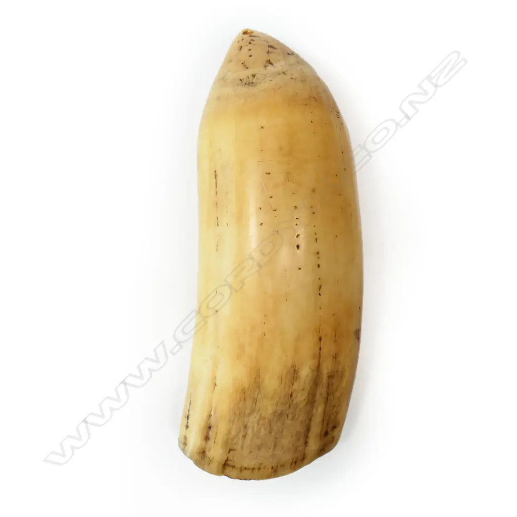 A large old Fijian tabua whales tooth pendant, Image 1++