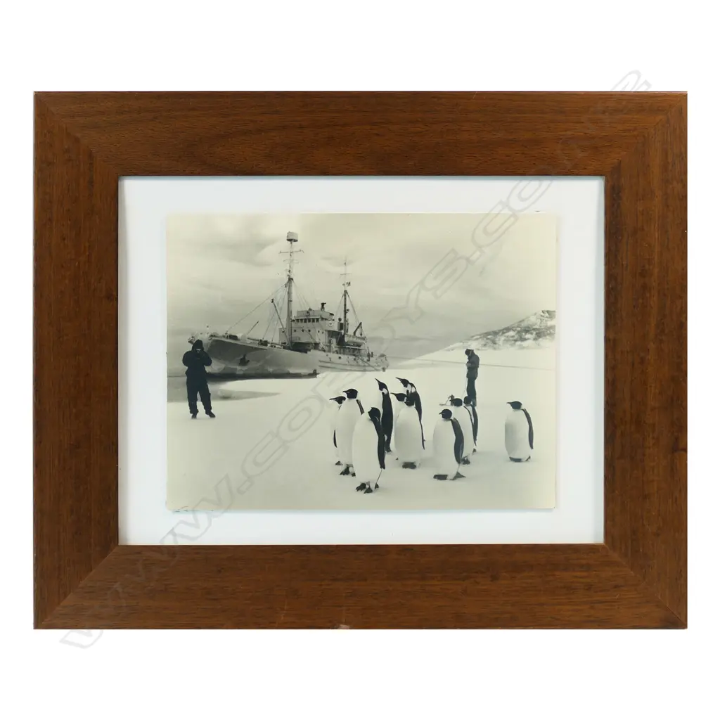 A 1958 black and white photograph of the Endeavour I crew photographing Emperor penguins in the Antarctic, Image 1++