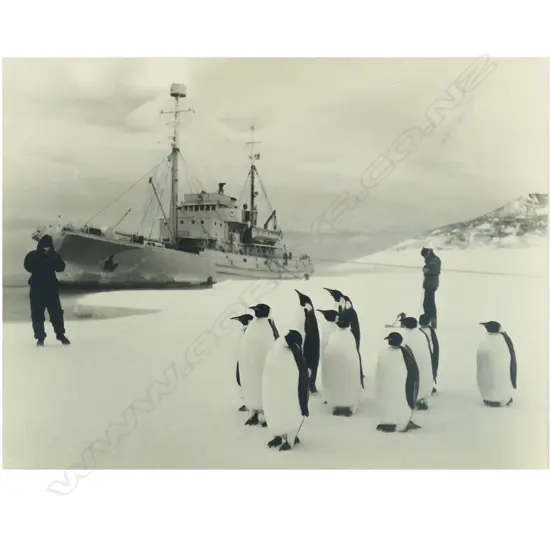 A 1958 black and white photograph of the Endeavour I crew photographing Emperor penguins in the Antarctic,
