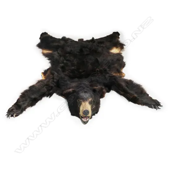 A vintage bear skin rug,