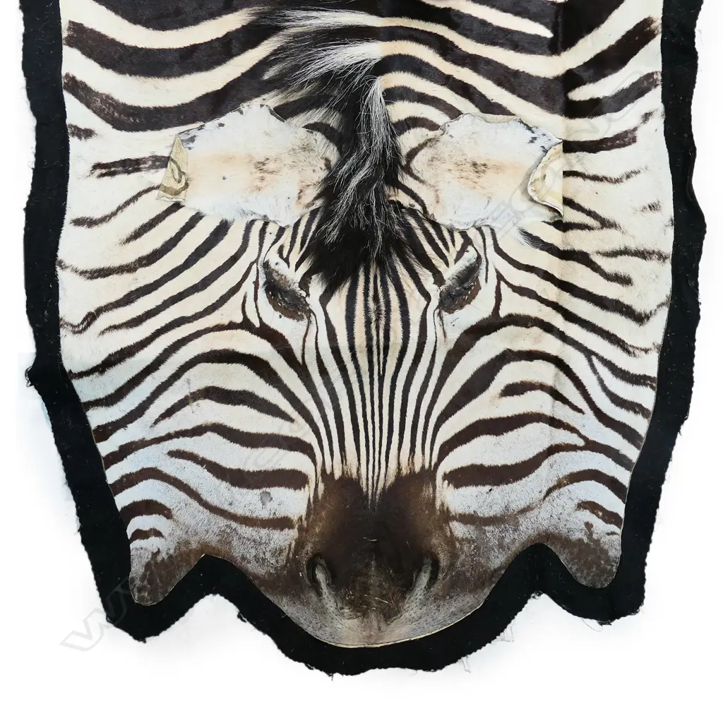 A vintage zebra skin rug, Image 1++