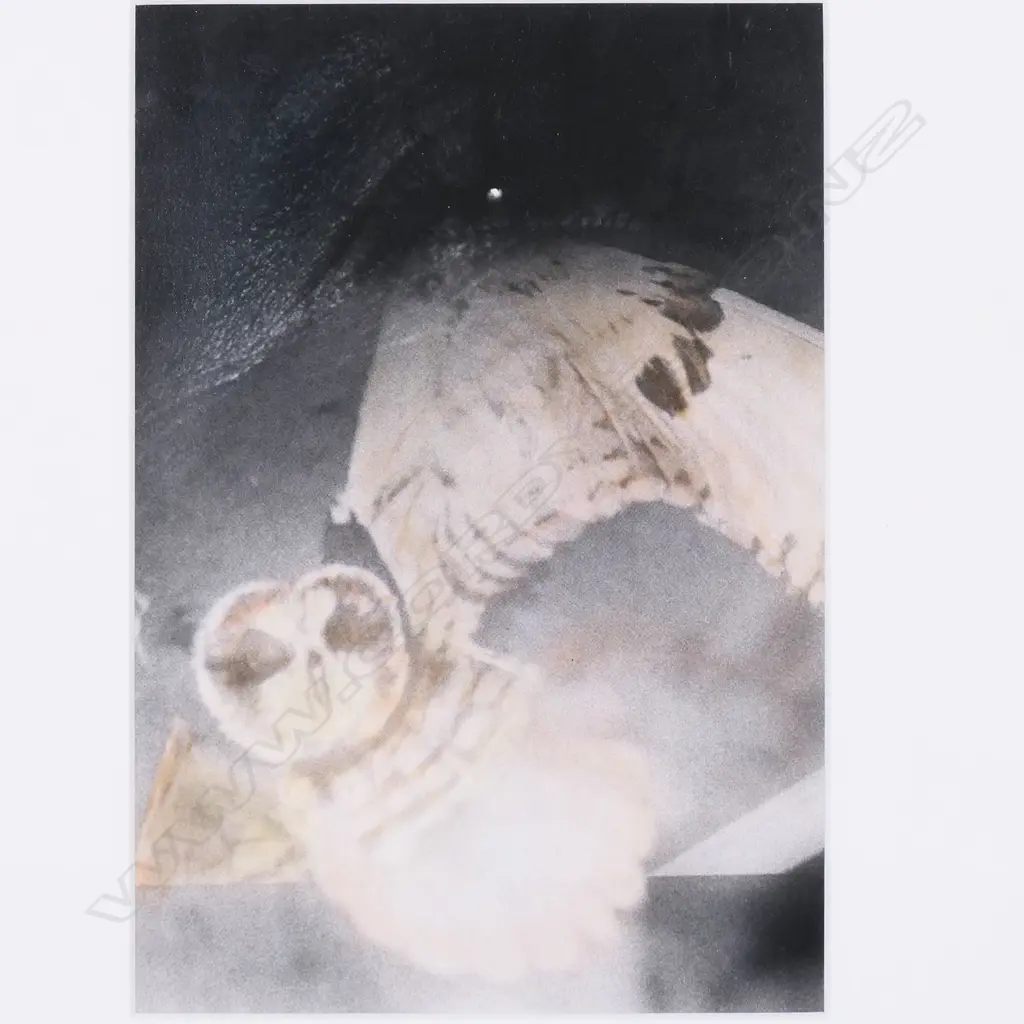 Anne Noble (1954-), Image 1++