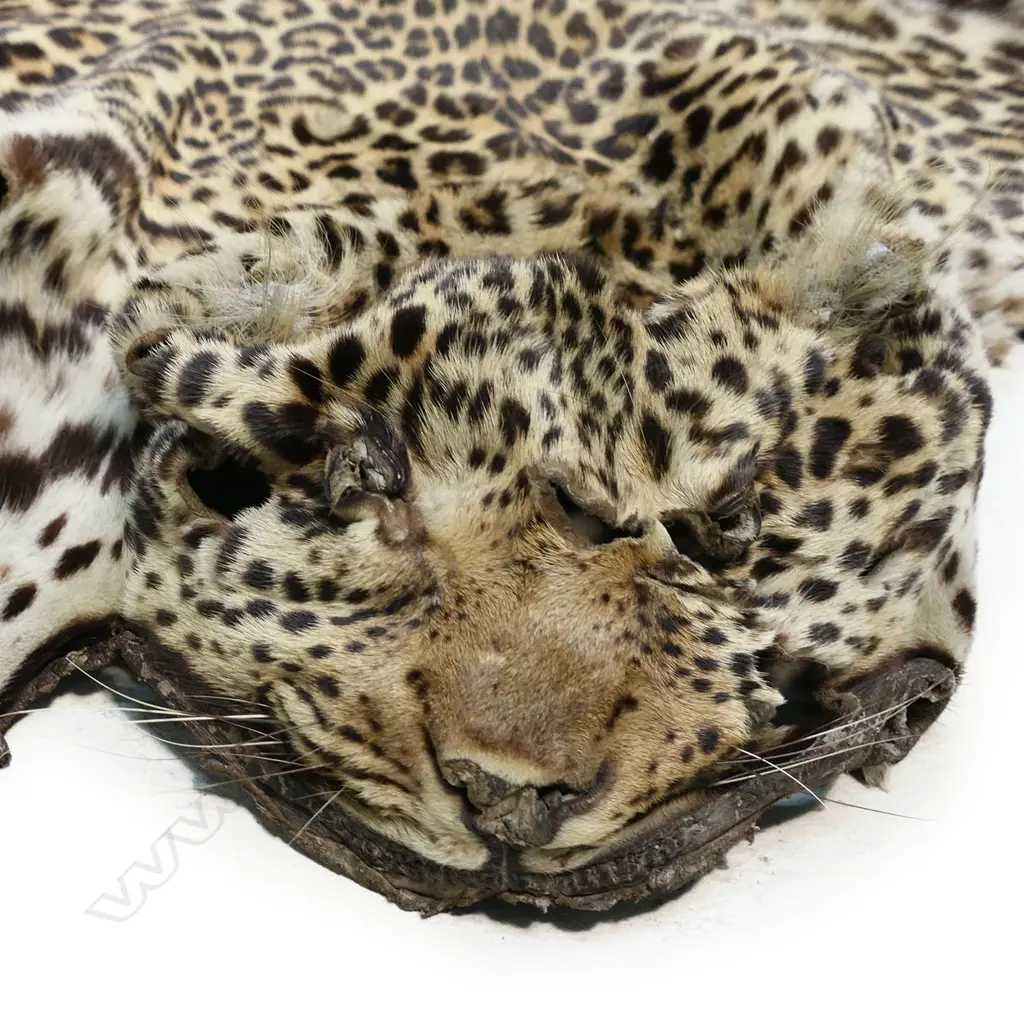 A vintage leopard skin rug, Image 1++