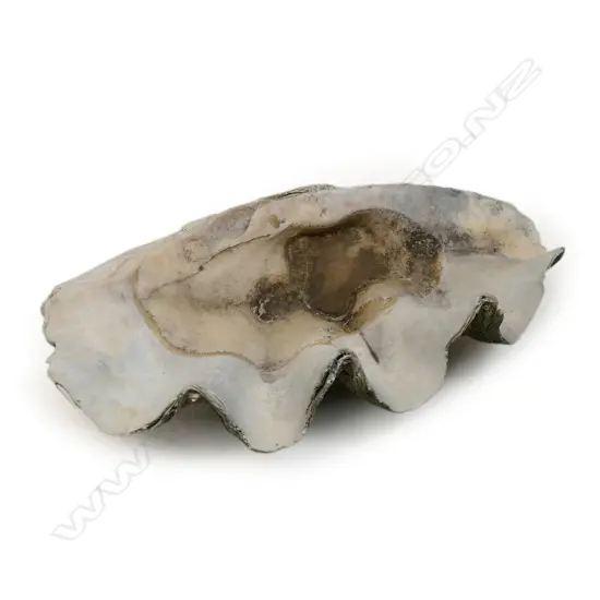 An old giant clam shell,