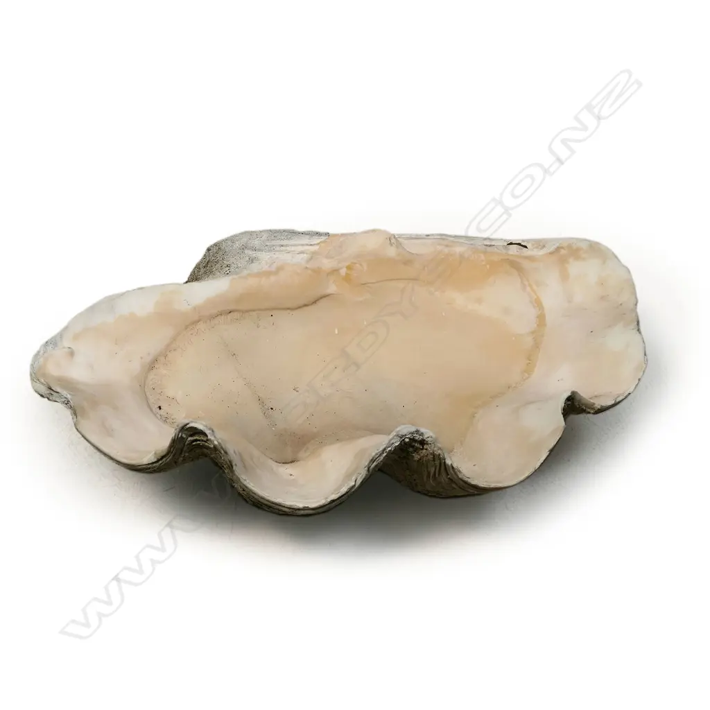 An old giant clam shell, Image 1++