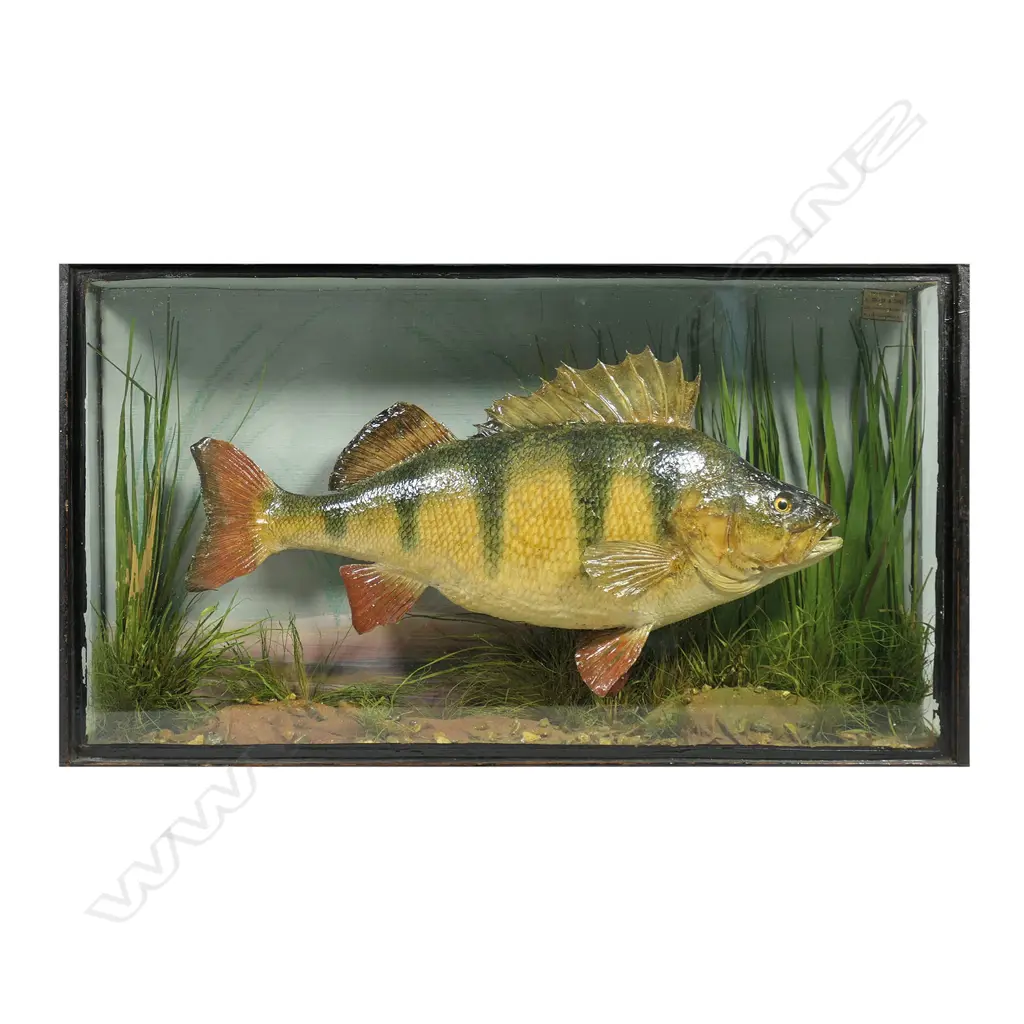 A Victorian taxidermied perch, Image 1++