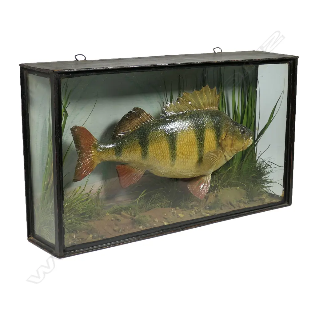 A Victorian taxidermied perch, Image 1++