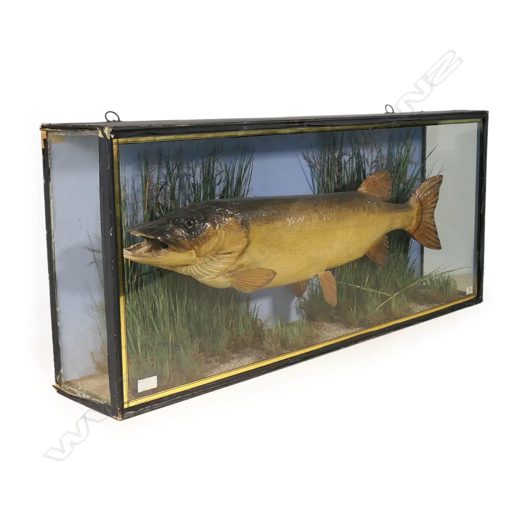 A Victorian taxidermied pike, Image 1++
