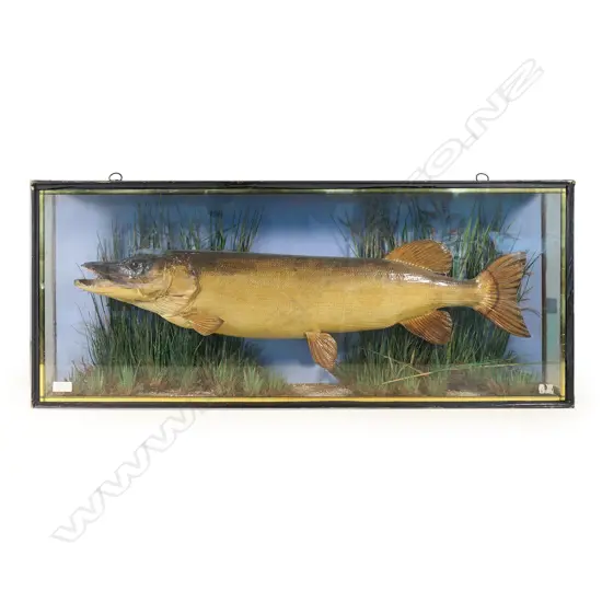 A Victorian taxidermied pike,