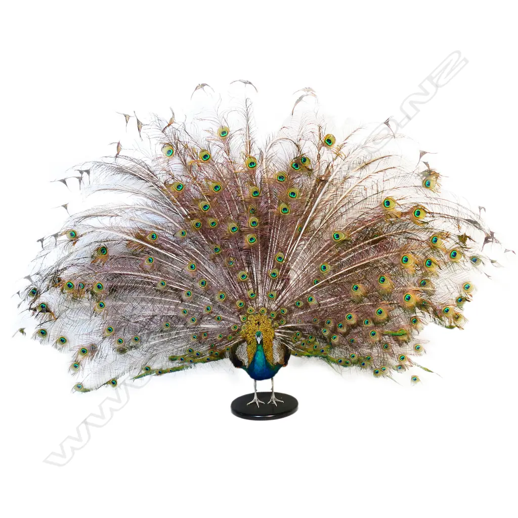 A resplendent taxidermied peacock, Image 1++