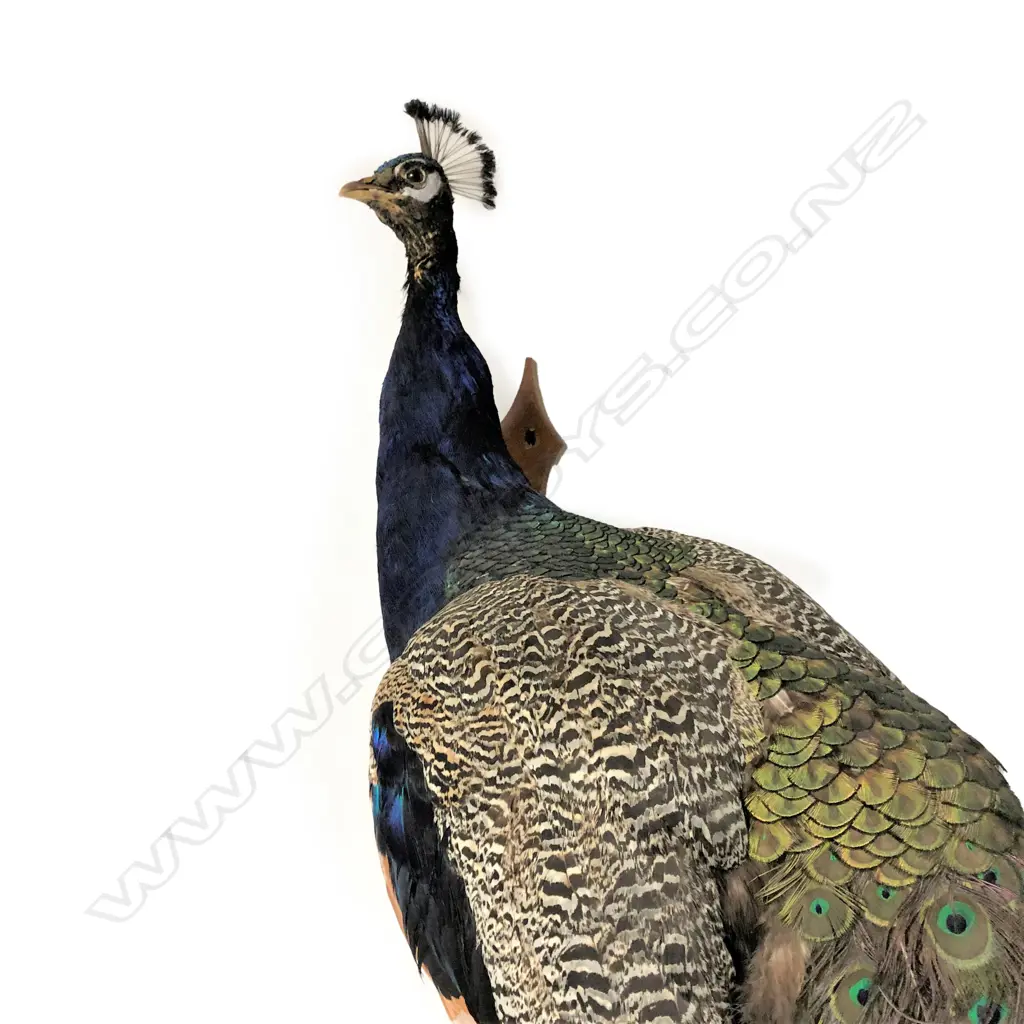 A taxidermy peacock, Image 1++