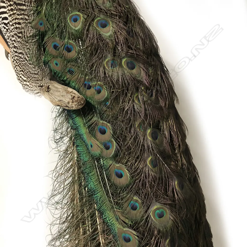 A taxidermy peacock, Image 1++