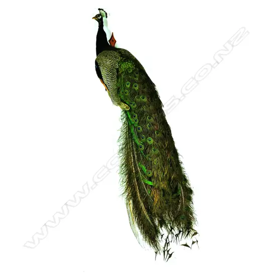 A taxidermy peacock,