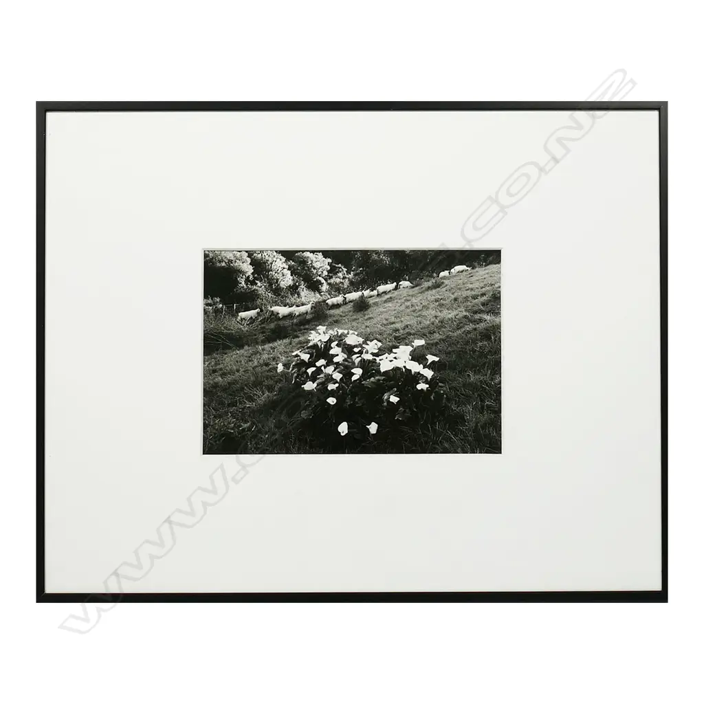 Anne Noble (1954 -) Image 1++