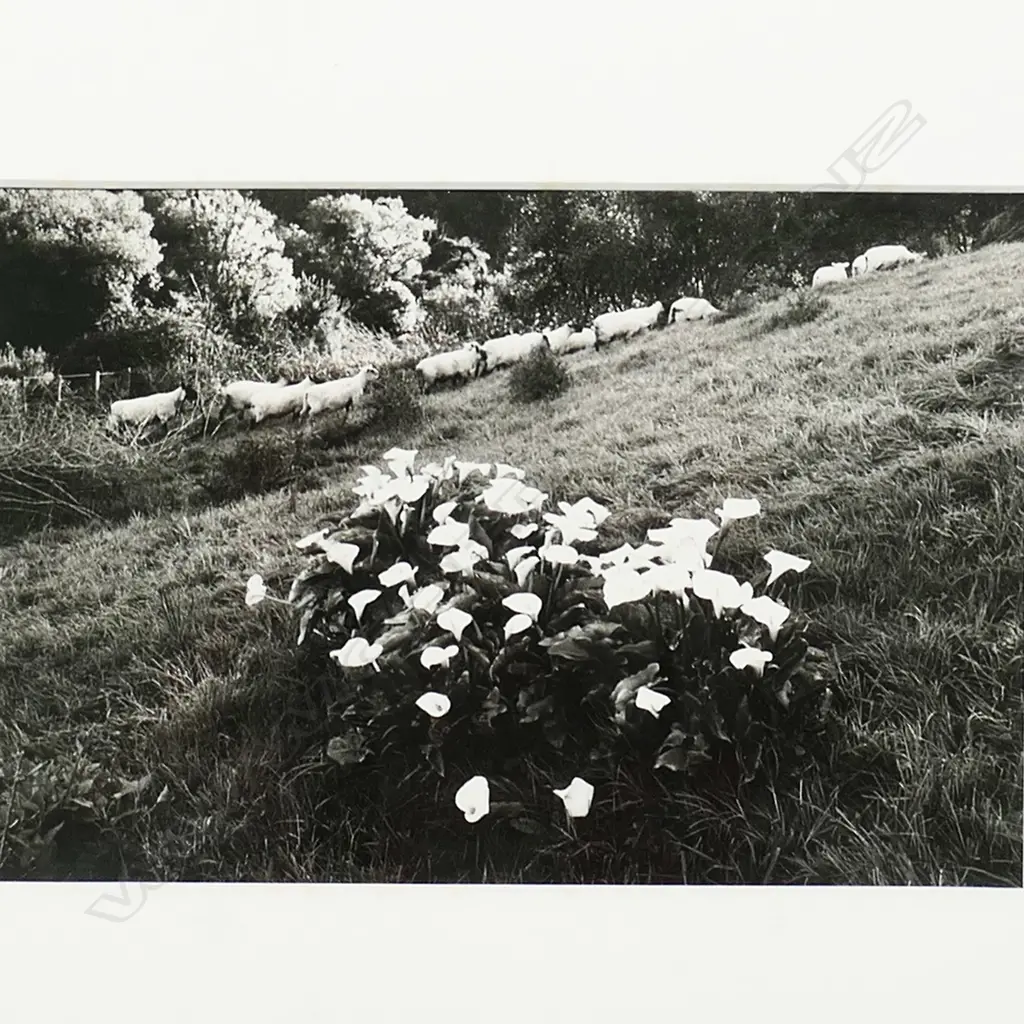 Anne Noble (1954 -) Image 1++