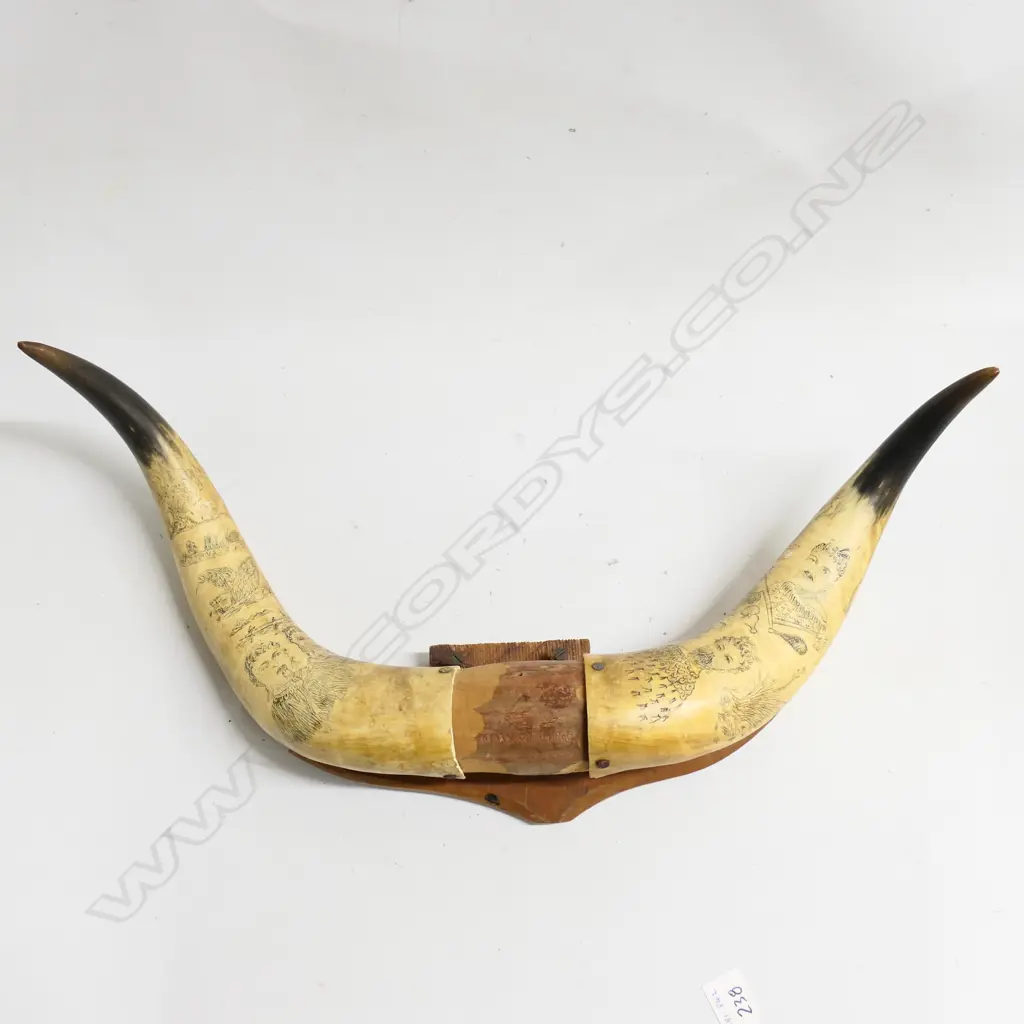 A pair of scrimshaw bullock horns decoratively worked with Māori portraits, weapons, native birds and landscapes, fitted to a wooden mount. W.560mm. Image 1++