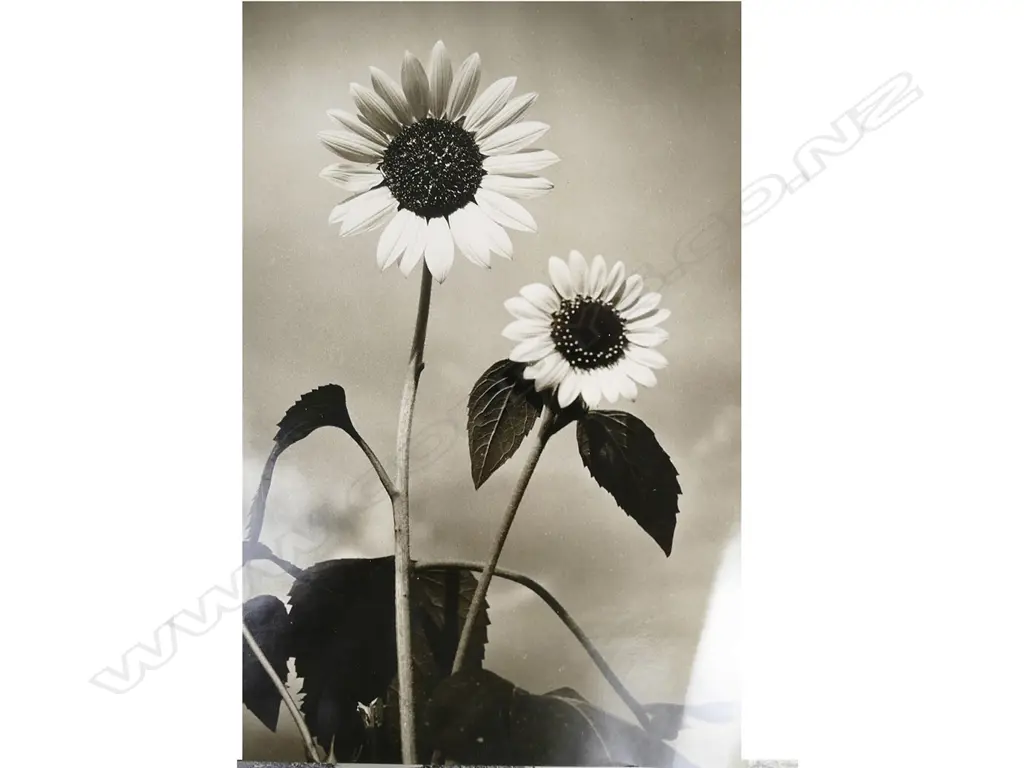 Seven early/mid 20thC black and white photographs Image 1++