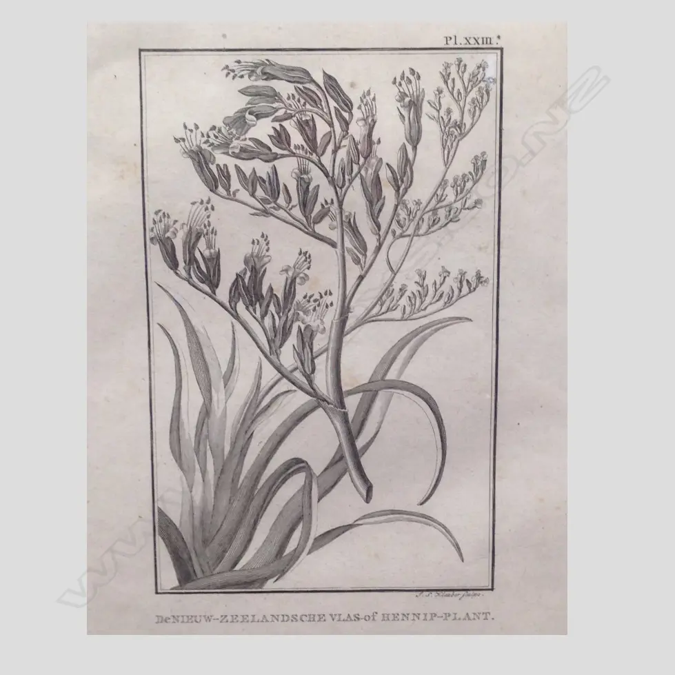 EARLY ENGLISH W/C AND ANT. BOTANICAL PRINT Image 1++