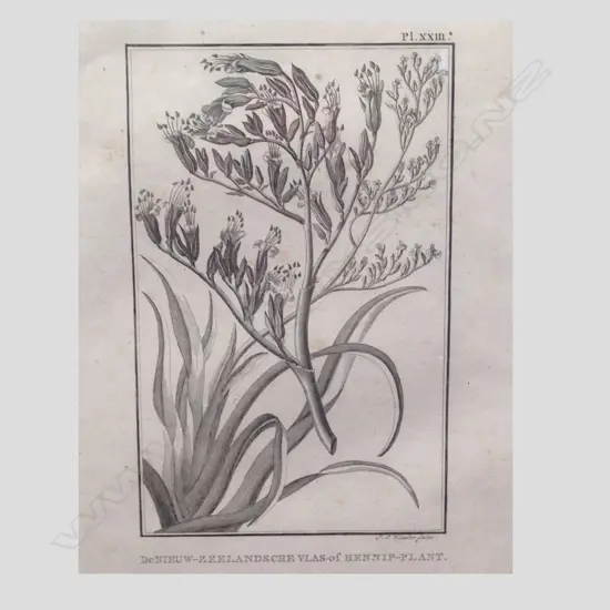 EARLY ENGLISH W/C AND ANT. BOTANICAL PRINT